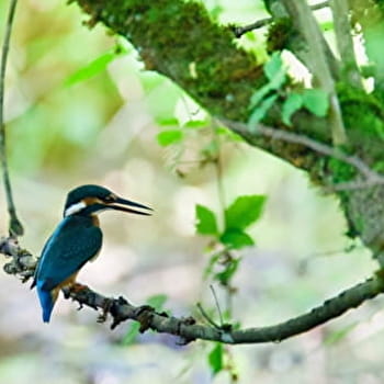 Le jardin des îles - ETERNOZ-VALLEE-DU-LISON