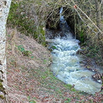 Circuit de l'eau et des bois - TREIGNY-PERREUSE-SAINTE-COLOMBE