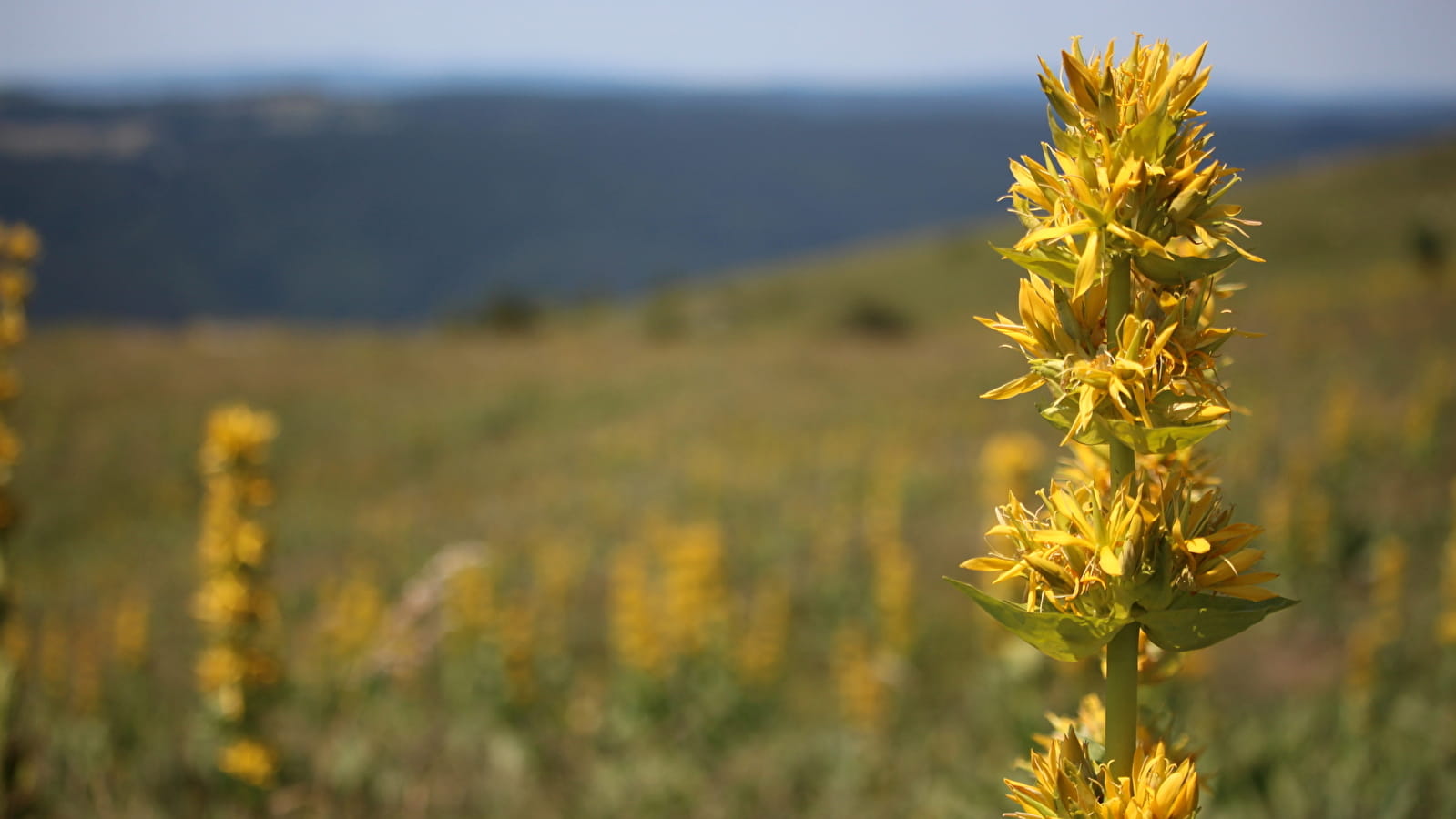 Randonnée pédestre : Catheline - Crêt de la Neige par Brulat Frésy