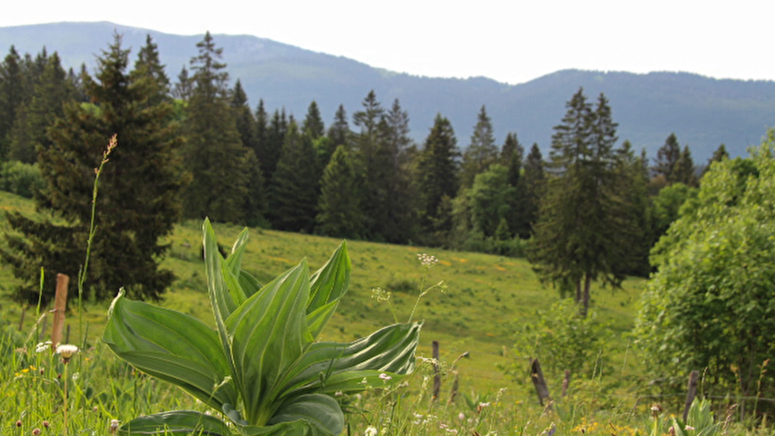 VFF-049 - De Pontarlier à Jougne voie historique