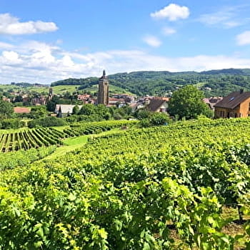 Circuit des Arces - 11V - ARBOIS