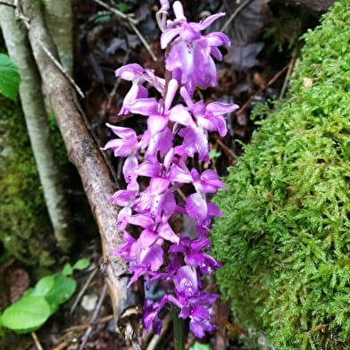 Le sentier des Charbonniers