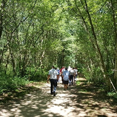 Circuit randonnée : Chemin et bois