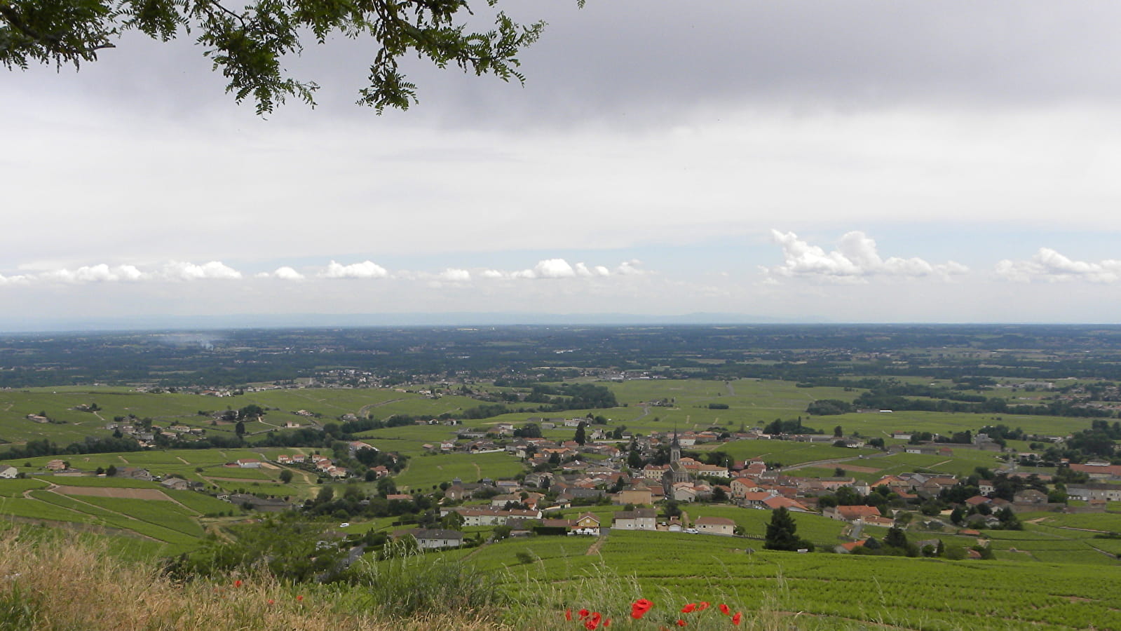 Circuit Entre vignes et bois