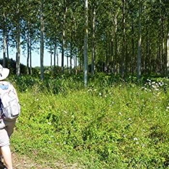 Le sentier du Grand Pâquier - DAMEREY