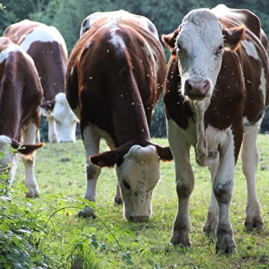 La crête de Montmerle