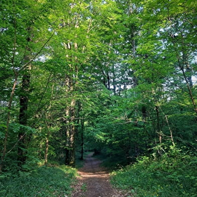 Parcours VTT 2 bleu - La forêt de Rothonne : Le Cerf - Espace FFC Ain Forestière
