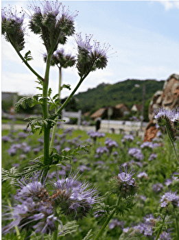 Circuit VTT n°23 / Novillars - NOVILLARS