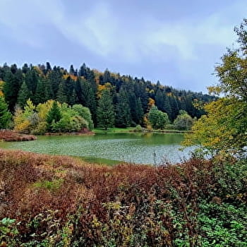Parcours VTT 57 bleu - Les étangs Marron - Espace FFC Ain Forestière - BRENOD