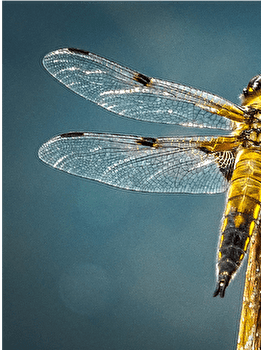 Circuit VTT n°113 / Morre - MORRE