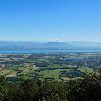 Randonnée : La Dôle par les alpages Suisses - DIVONNE-LES-BAINS