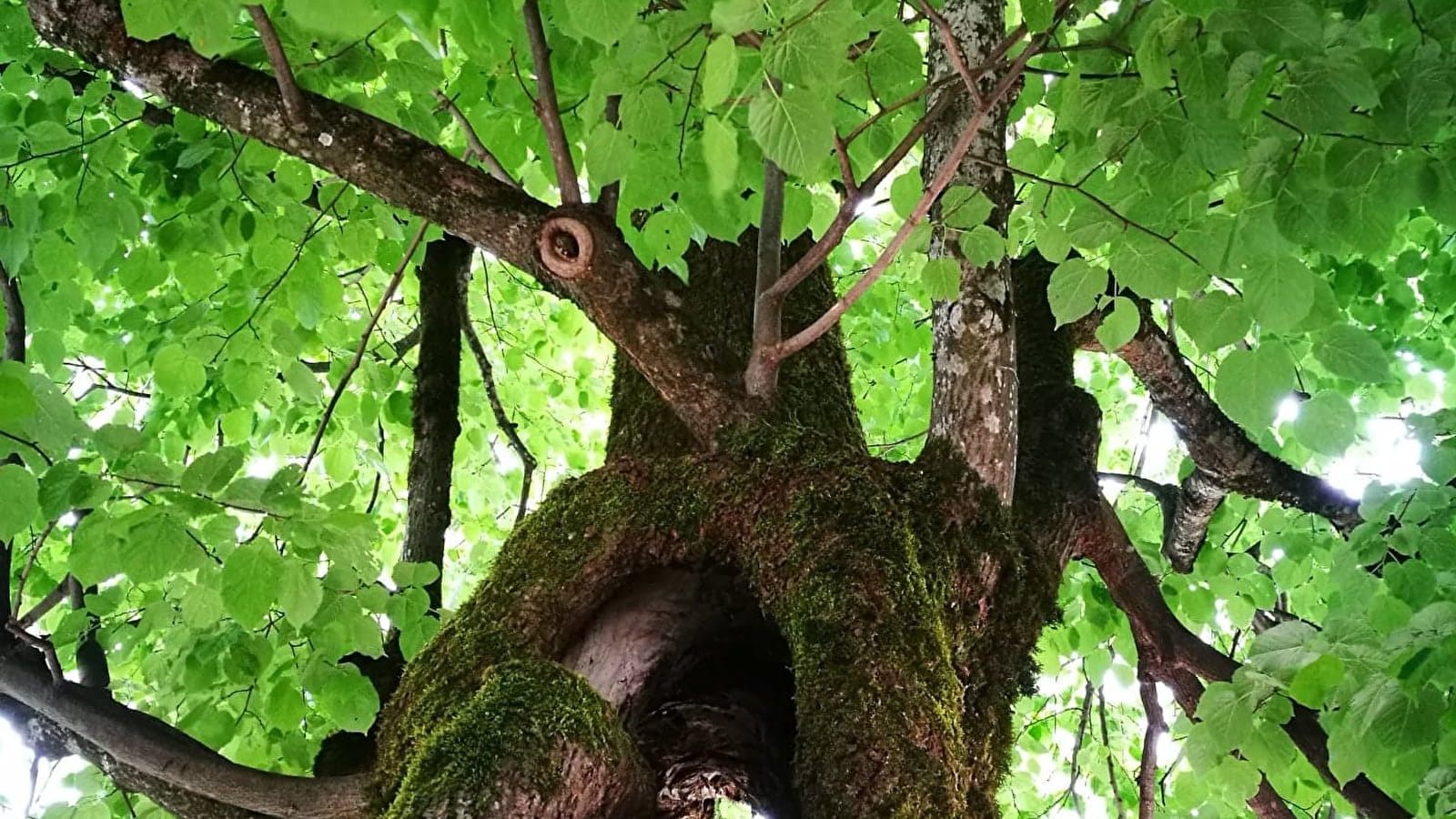 Parcours VTT 21 bleu - La Michaille / Vouvray - Espace FFC Ain Forestière