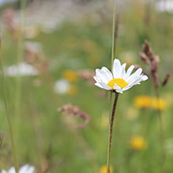 Randonnée pédestre : Crozet au Crêt de la Neige par la Calame - CROZET