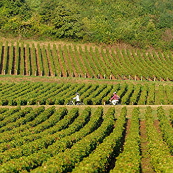 Boucle 5 : De la pierre à la vigne - SAINT-BOIL