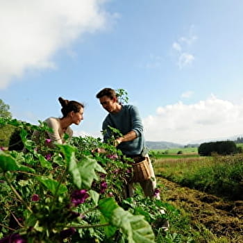 Menthe et Mélisse - LA PLANEE