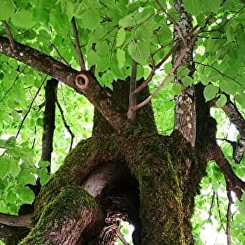 Parcours VTTAE 21 bleu - La Michaille / Vouvray - Espace FFC Ain Forestière - VALSERHONE