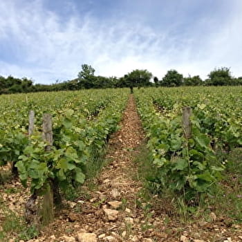 Circuit des Crêtes - SANTENAY