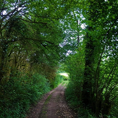 Parcours VTTAE 6 - Les Enfants du Marais - Espace FFC Ain Forestière