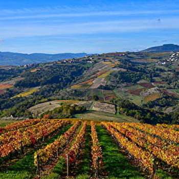 Le vignoble beaujolais - Beaujolais - Chiroubles - CHIROUBLES