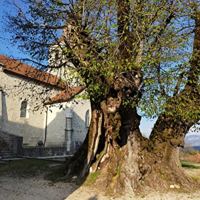 Parcours VTTAE 21 bleu - La Michaille / Vouvray - Espace FFC Ain Forestière