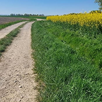 Circuit Gravel n°11 (bleu) - Prairie de Jayat - Chartreuse de Montmerle - MALAFRETAZ