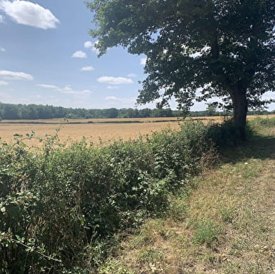 Randonnée : Sentier des Sources libres