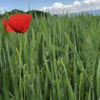 Randonnée : Du Fleutron à la Rippe - DIVONNE-LES-BAINS