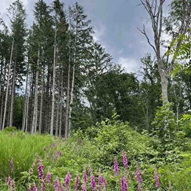Randonner à Lucenay