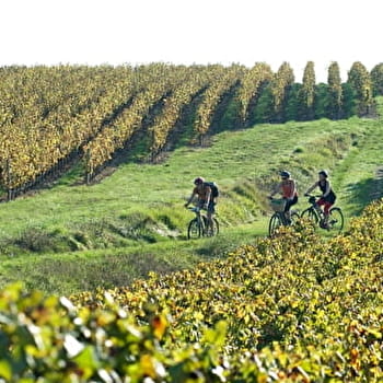 Echappée au coeur du Massif : entre forêts et vignobles - MANCEY