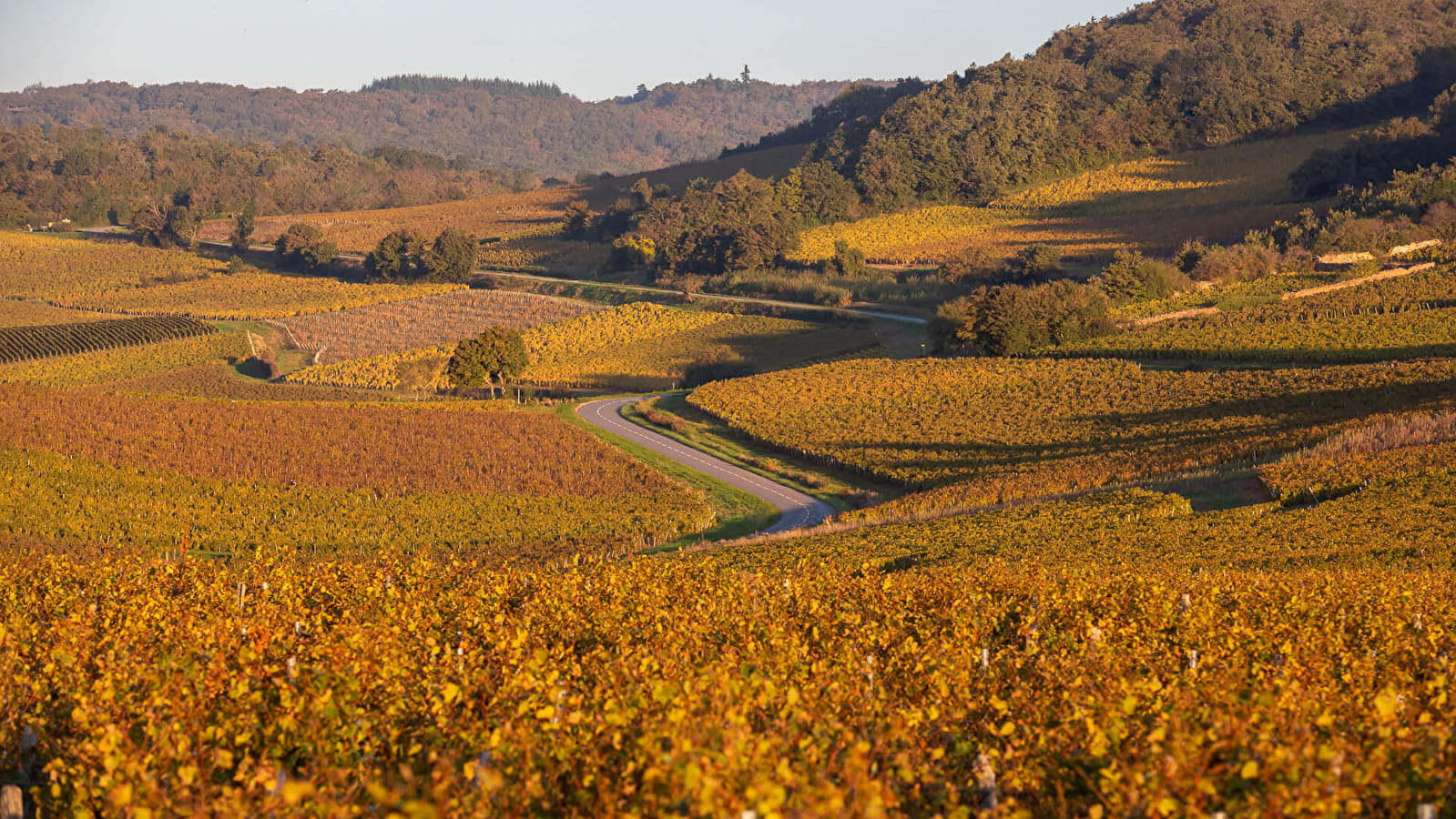 Circuit coup de cœur - Paysages de vignes 