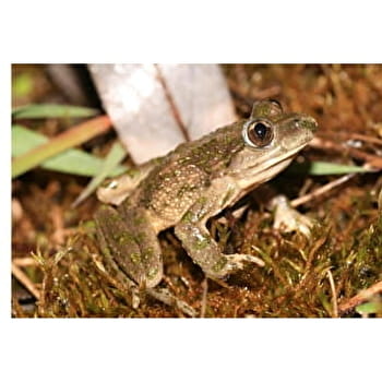 Sentier des Gravières - SPOY