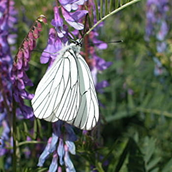 Chemin historique de La Madeleine - SAINT-MARTIN-EN-BRESSE