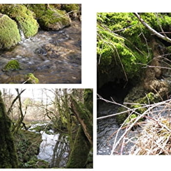 Sentier des Sources de l'Ignon - PONCEY-SUR-L'IGNON