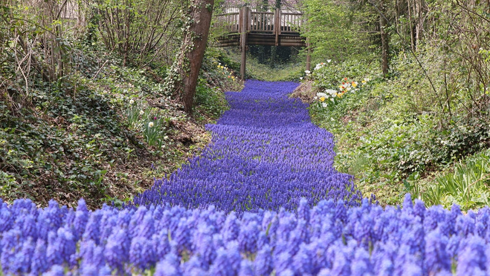 Une rivière de fleurs